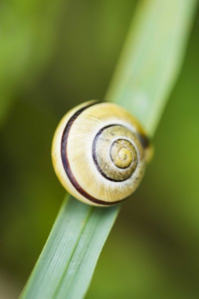 I was caught by the contrast of the circular patterns of the snail shell, contrasted by the straight line of the grass it was clinging on to.