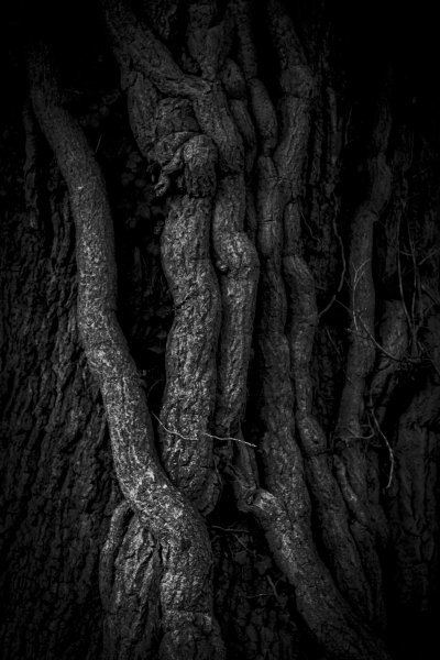Vines of an Ivy growing up the trunk of an established oak tree, I was drawn to the lines and patterns in the bark.